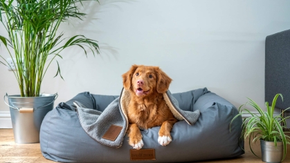 Pet Insurance